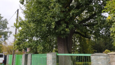 Marki - dąb z Legionowej nowym pomnikiem przyrody