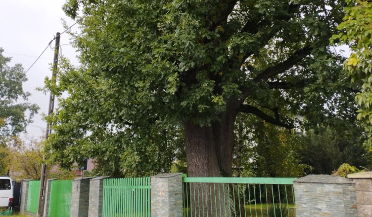 Marki - dąb z Legionowej nowym pomnikiem przyrody
