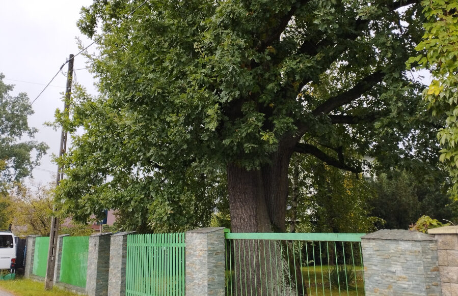 Marki - dąb z Legionowej nowym pomnikiem przyrody