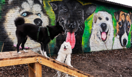 Lokalni artyści stworzyli mural na wołomińskim psim polu