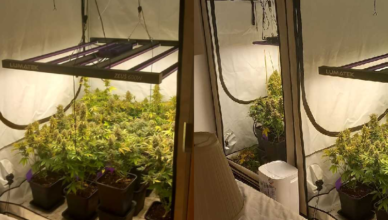 Kolejna plantacja Marihuany zlikwidowana