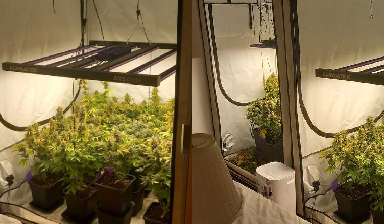 Kolejna plantacja Marihuany zlikwidowana