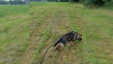 Policyjny pies złapał sprawcę kolizji, który uciekł z miejsca wypadku