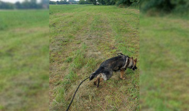 Policyjny pies złapał sprawcę kolizji, który uciekł z miejsca wypadku