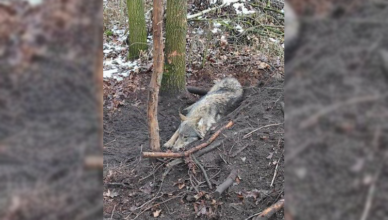 W lesie odnaleziono wilka schwytanego we wnyki - policja poszukuje kłusownika
