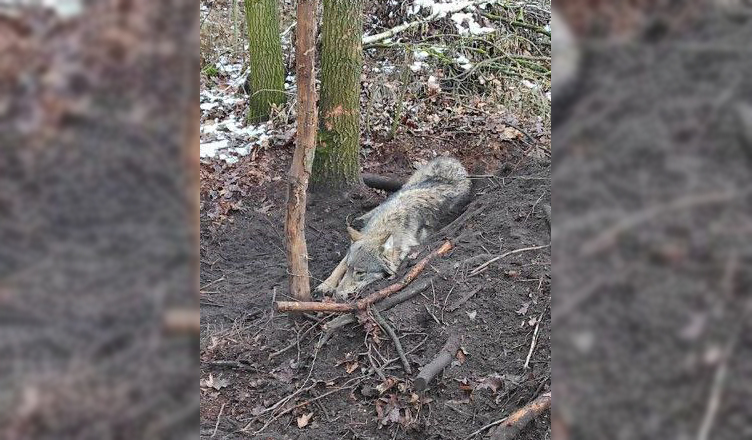 W lesie odnaleziono wilka schwytanego we wnyki - policja poszukuje kłusownika
