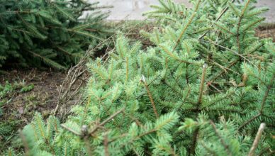 Zielonka - odbiór choinek w styczniu i lutym