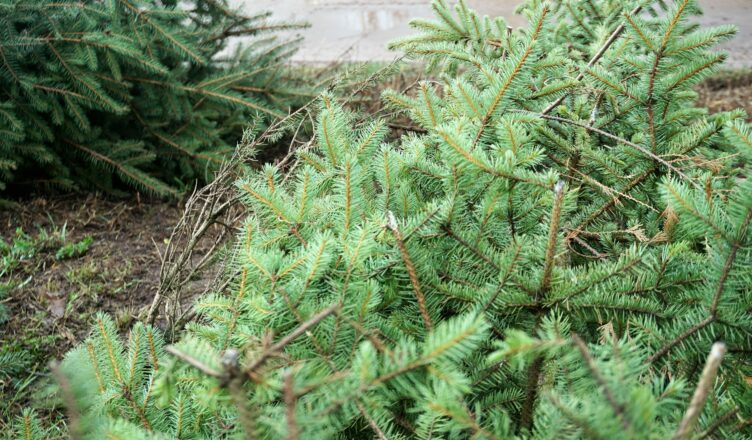 Zielonka - odbiór choinek w styczniu i lutym
