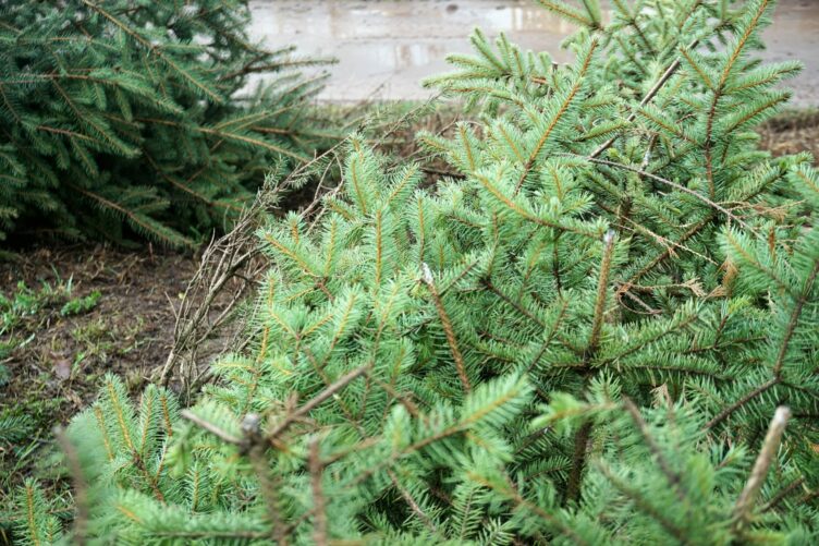Zielonka - odbiór choinek w styczniu i lutym
