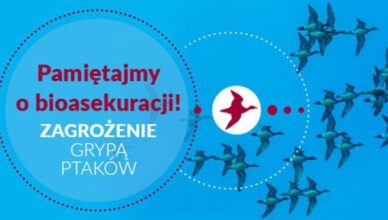 Zagrożenie grypą ptaków – pamiętajmy o bioasekuracji!