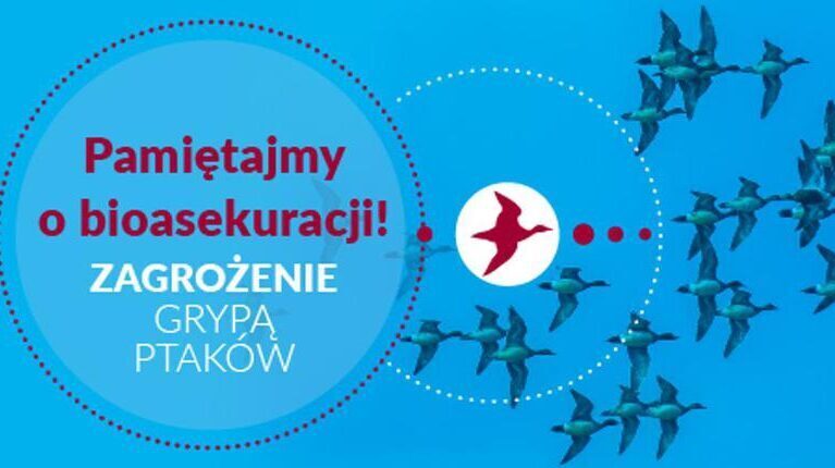 Zagrożenie grypą ptaków – pamiętajmy o bioasekuracji!