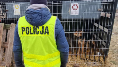 Policjanci i służby weterynaryjne odebrały 43 psy z przytuliska ze względu na fatalne warunki bytowe