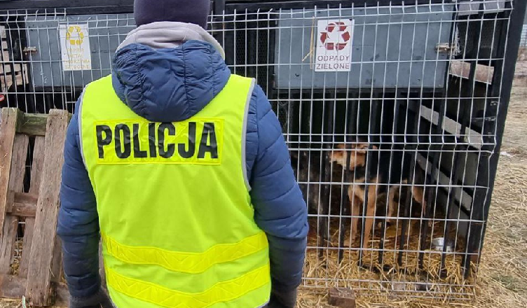 Policjanci i służby weterynaryjne odebrały 43 psy z przytuliska ze względu na fatalne warunki bytowe