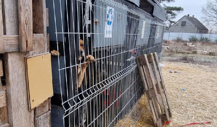 Policjanci i służby weterynaryjne odebrały 43 psy z przytuliska ze względu na fatalne warunki bytowe