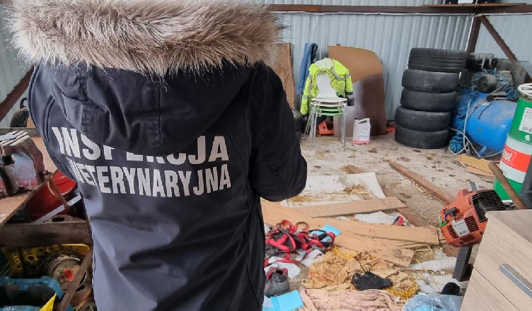 Policjanci i służby weterynaryjne odebrały 43 psy z przytuliska ze względu na fatalne warunki bytowe