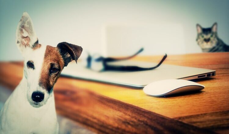 Wołomin - raport z konsultacji „Programu opieki nad zwierzętami bezdomnymi oraz zapobiegania bezdomności zwierząt na terenie gminy Wołomin w 2023 r.”