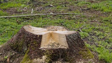 Wycinka drzew w Wołominie