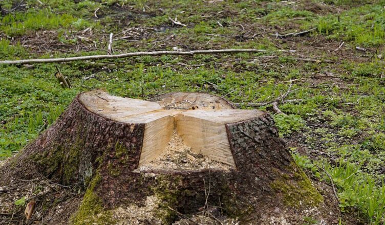 Wycinka drzew w Wołominie