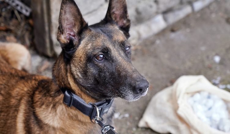 W różnych miejscach poukrywał łącznie ponad 8,5 kilograma narkotyków - 22-latek trafił w ręce policji