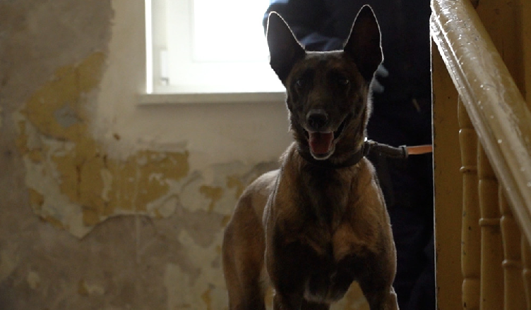 W różnych miejscach poukrywał łącznie ponad 8,5 kilograma narkotyków - 22-latek trafił w ręce policji