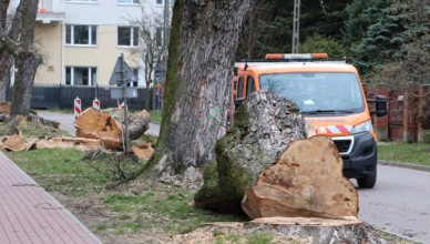 Wycinka drzew w Radzyminie - Burmistrz informuje o przyczynach decyzji