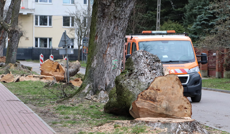 Wycinka drzew w Radzyminie - Burmistrz informuje o przyczynach decyzji