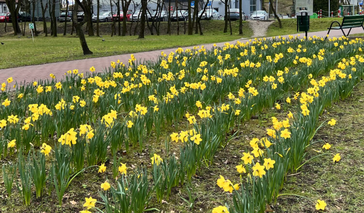 Zielonka - Żonkile zakwitły w Miejskim Parku Dębinki