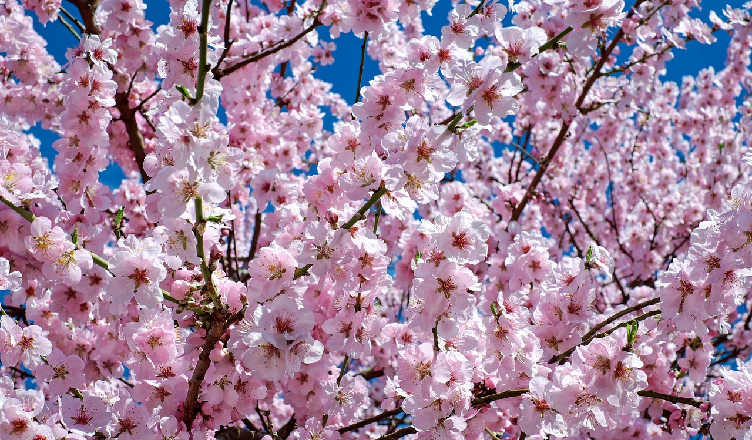 Nie pozwólmy by alergie i zapalenie ucha popsuły nam wiosenny wypoczynek!
