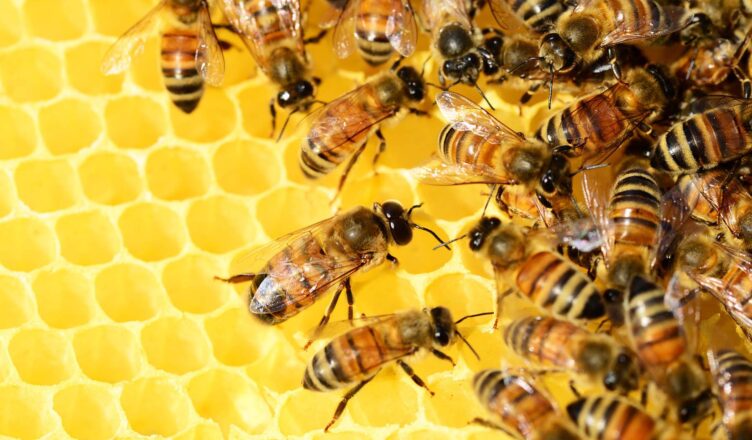 8 Sierpnia - Dzień Pszczół Konkurs