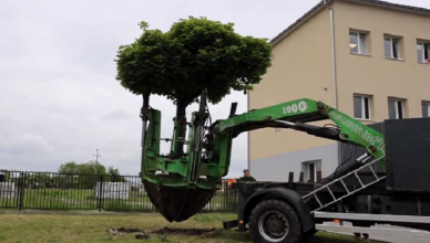 Radzymińskie drzewa uniknęły wycinki