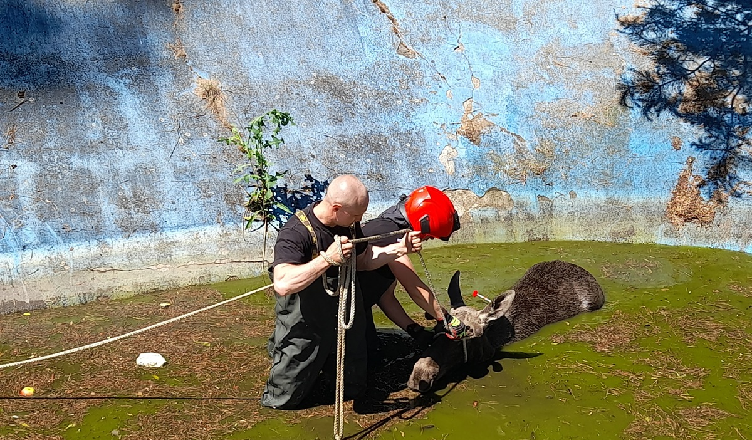 Wspólna akcja ratowania łosia