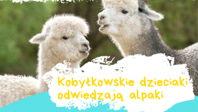 Kobyłkowskie dzieciaki odwiedzają alpaki - bezpłatna wycieczka dla uczniów klas I-III