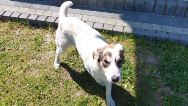 Tłuszcz - Czy to Twój pies?