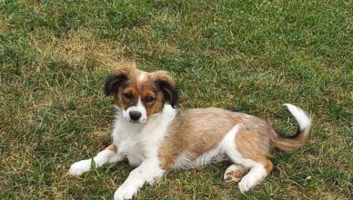 Tłuszcz - przygarnij pieska