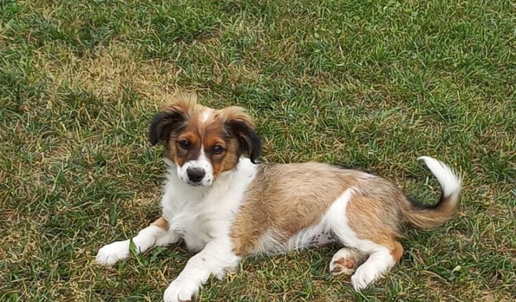 Tłuszcz - przygarnij pieska