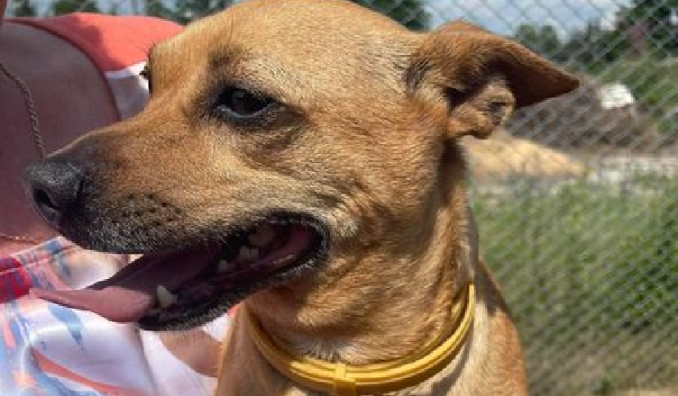 Policjanci odnaleźli zaginionego pupila