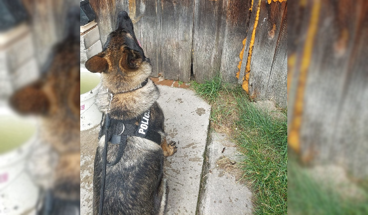 Czworonożna funkcjonariuszka Frida wytropiła złodzieja