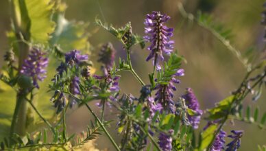 Koszenie trawników warto ograniczyć. Dla bioróżnorodności i ochłody