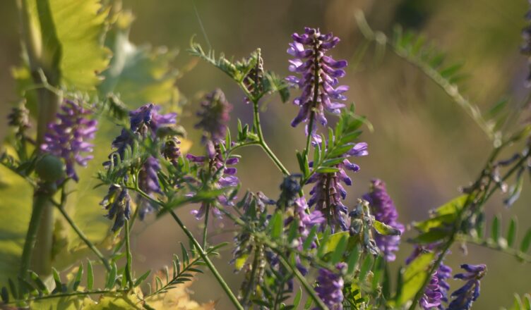 Koszenie trawników warto ograniczyć. Dla bioróżnorodności i ochłody