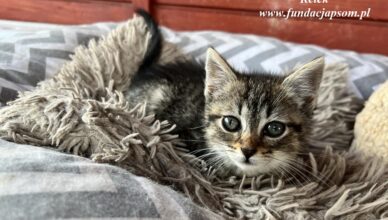 Nie kupuj - ADOPTUJ! Mareckie psy i koty czekają na nowe domy