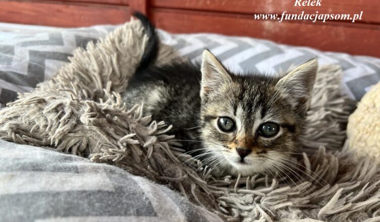 Nie kupuj - ADOPTUJ! Mareckie psy i koty czekają na nowe domy