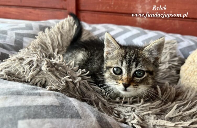 Nie kupuj - ADOPTUJ! Mareckie psy i koty czekają na nowe domy