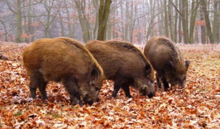 Kolejne wypadki na drogach z leśną zwierzyną