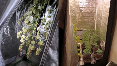 Zwrócił na siebie uwagę bo rozbijał butelki na klatce schodowej - w mieszkaniu hodował konopie