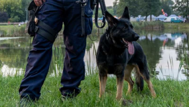 Czworonożna funkcjonariuszka Pogoda odnalazła zaginionego mężczyznę