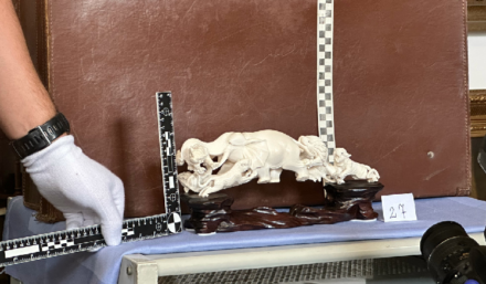 Handlował kością słoniową - duża akcja policji