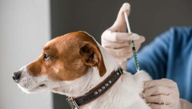 Szczepienie psów i kotów w Józefowie