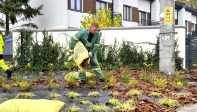 Zielonka - nowe nasadzenia na Bankówce