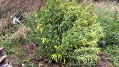 ZAŁOŻYŁ UPRAWĘ, ABY MIEĆ MARIHUANĘ NA WŁASNY UŻYTEK