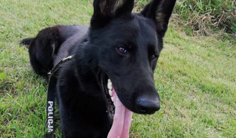 SZCZĘŚLIWY FINAŁ POSZUKIWAŃ 73-LATKI. KOBIETĘ ODNALAZŁ POLICYJNY PIES